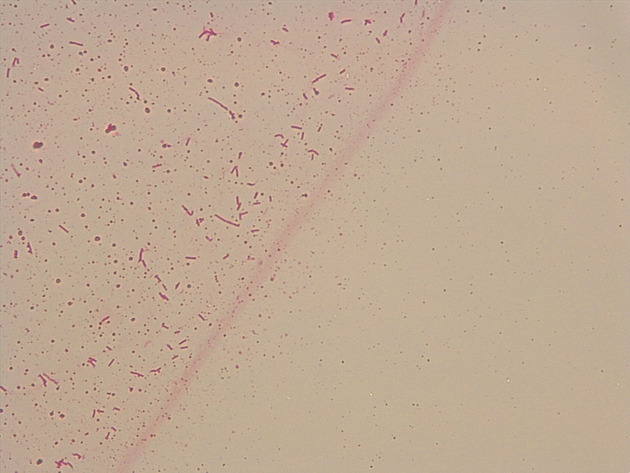 Bacillus Slides - Bacillus 05 400X
